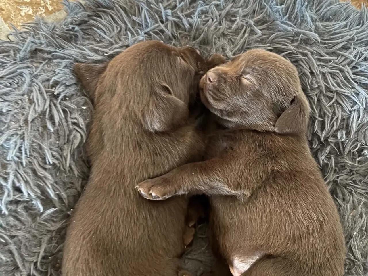 Billede 9 - Brune han labrador hvalpe