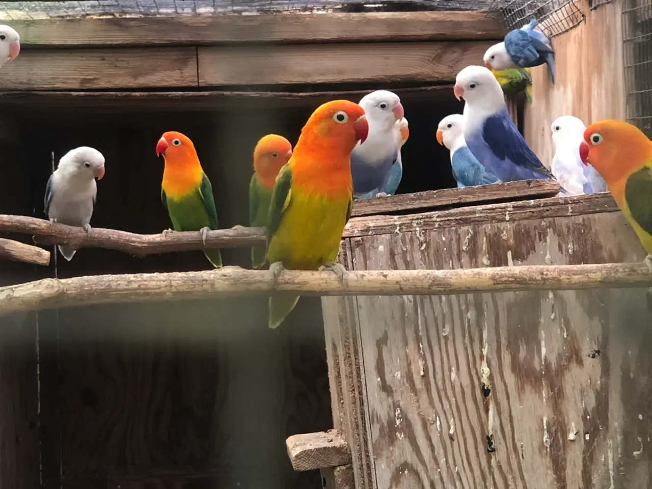 Billede 2 - Rødhovedet dværpapegøjer