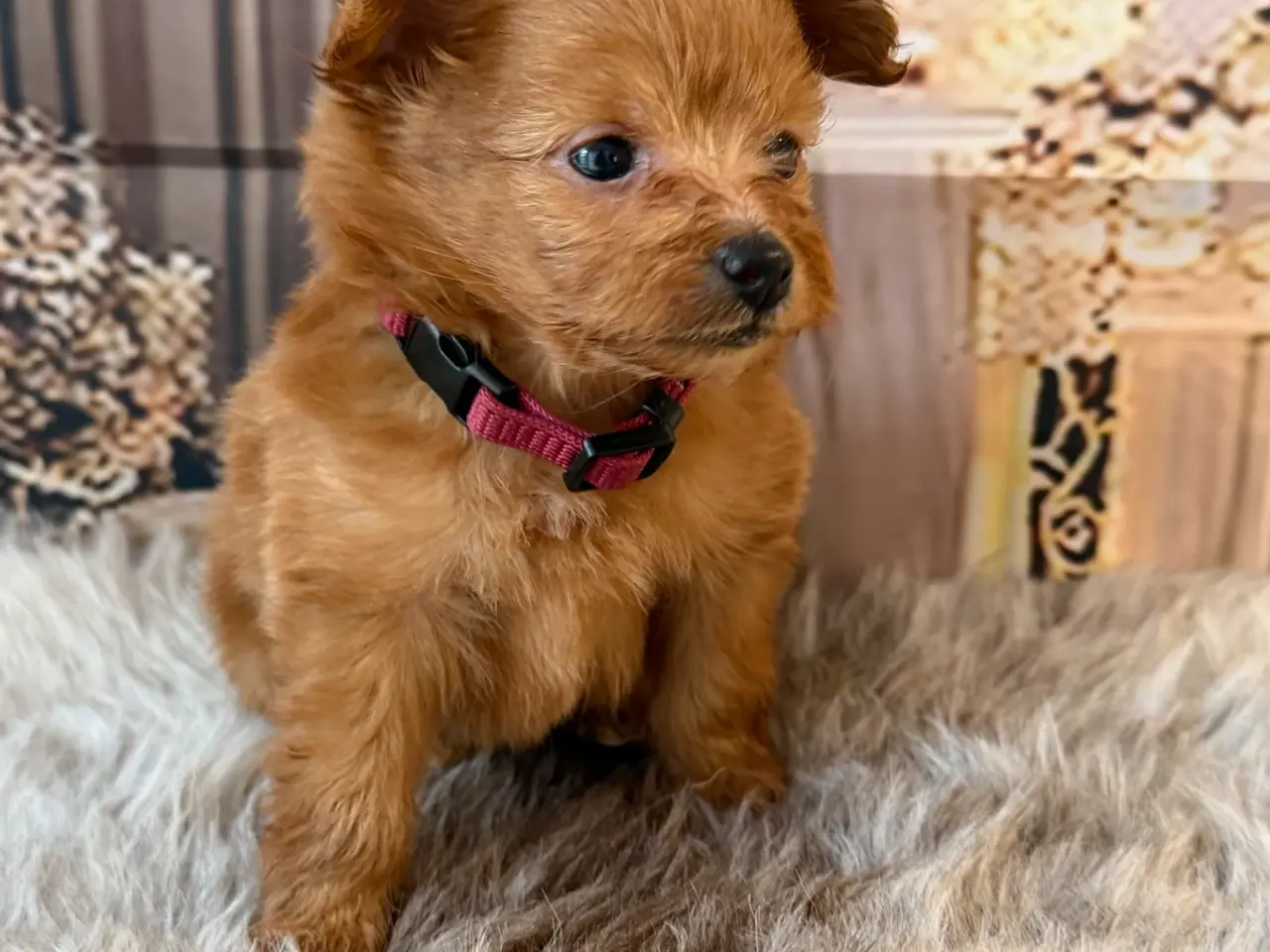 Billede 12 - Små skønne Pomapoo hvalpe ❤️🐾