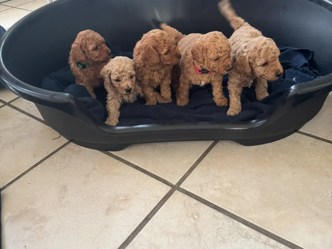 Billede 2 - Minni/mellem Goldendoodle