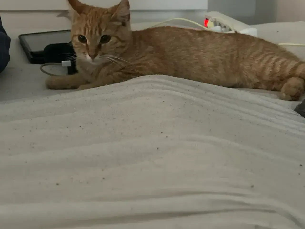 Billede 1 - Katte killing