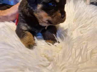 Ægte rottweilerhvalp - 5
