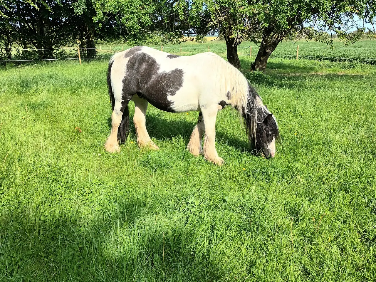 Billede 10 - Irish Cob/ Skovturs hest