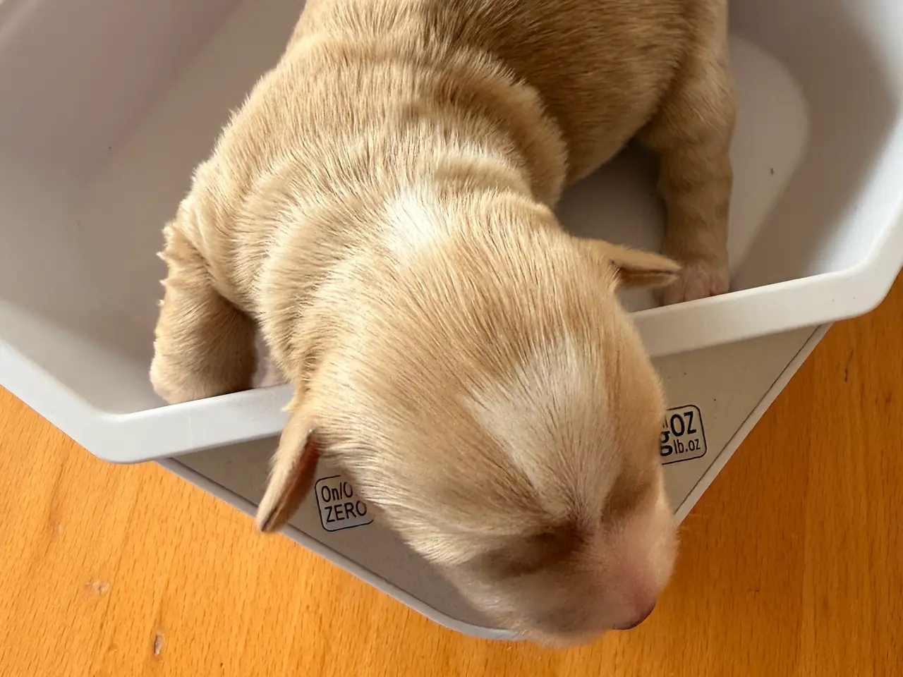Billede 7 - Fantastiske Bichon Havanais.