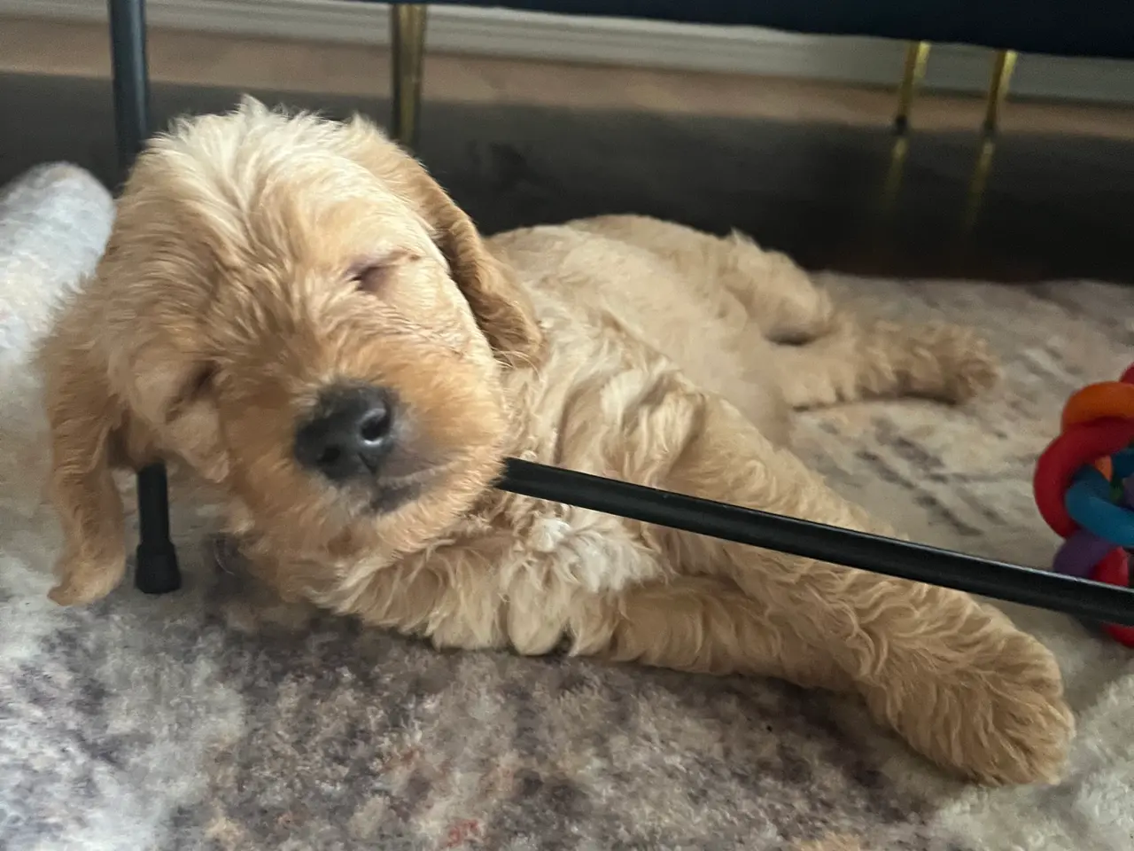 Billede 3 - De sødeste cockapoo