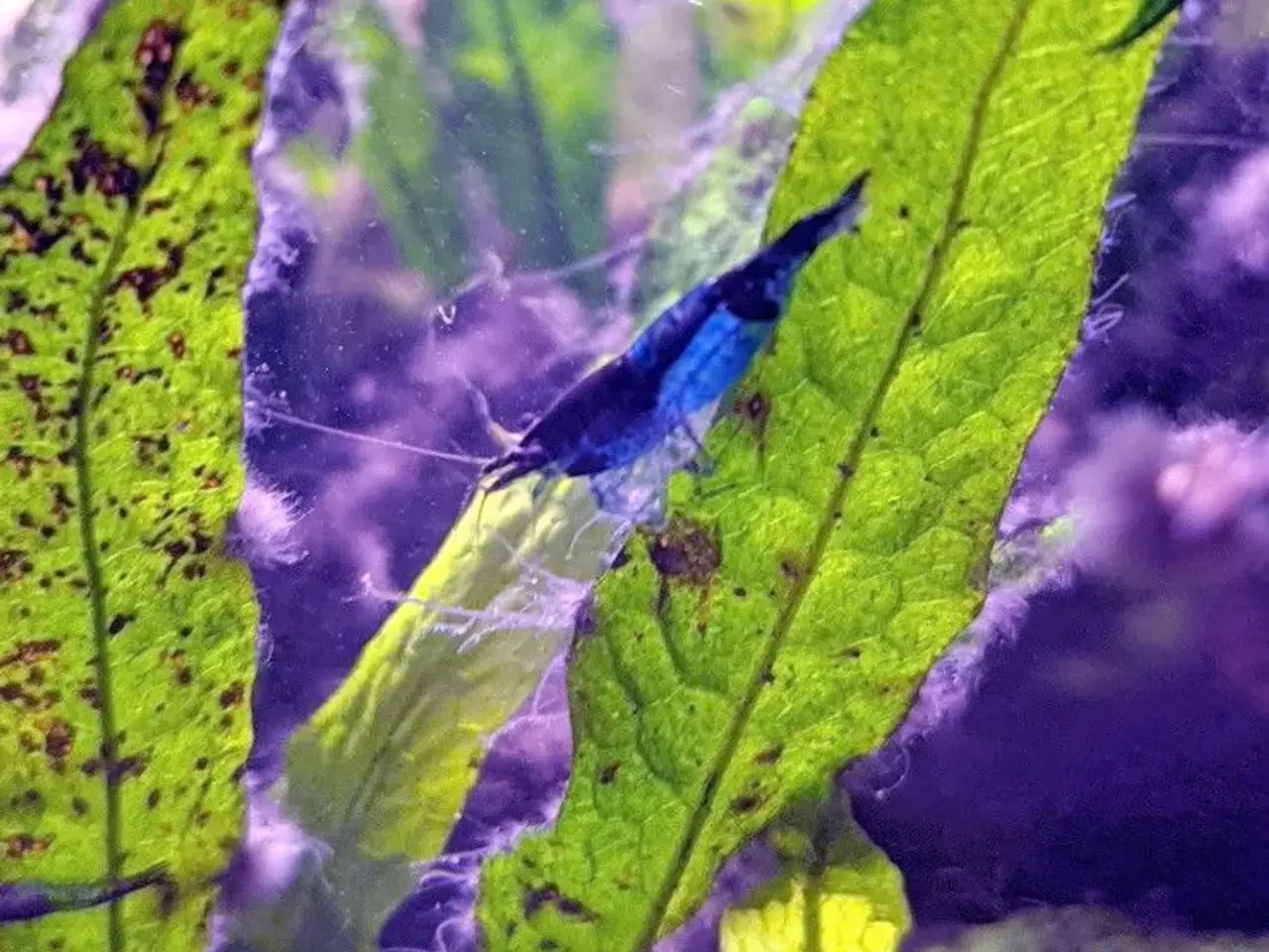 Billede 1 - Blue Dream (reje til akvarie)