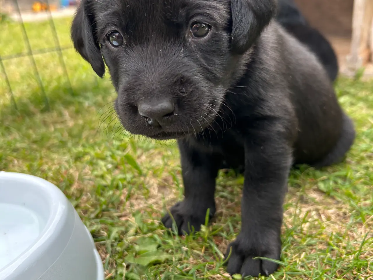 Billede 9 - 🐶 Labradorhvalp F1 søger kærligt hjem 