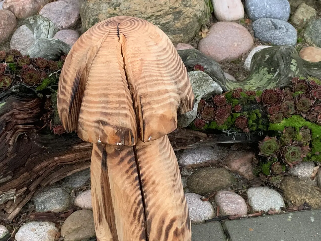 Billede 1 - PADDEHAT / TRÆSVAMP - Ny pris