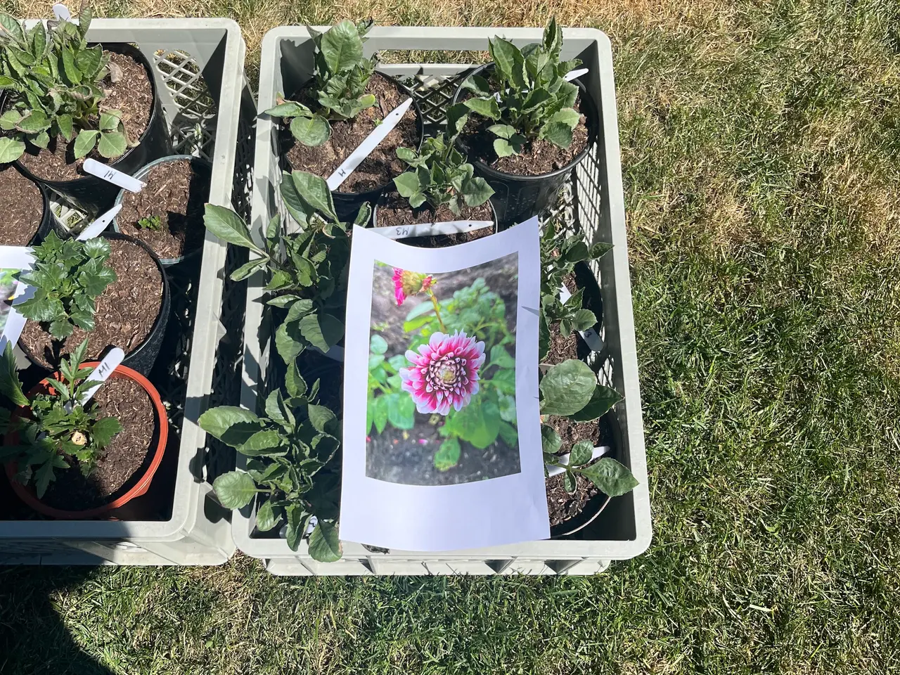 Billede 2 - Dahlia/georginer - forspiret eller knolde