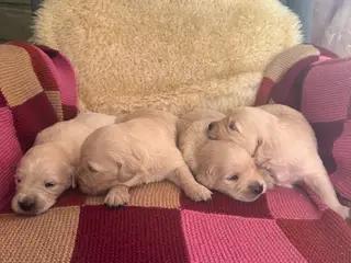 Golden Retriever-hvalpe søger deres nye familier