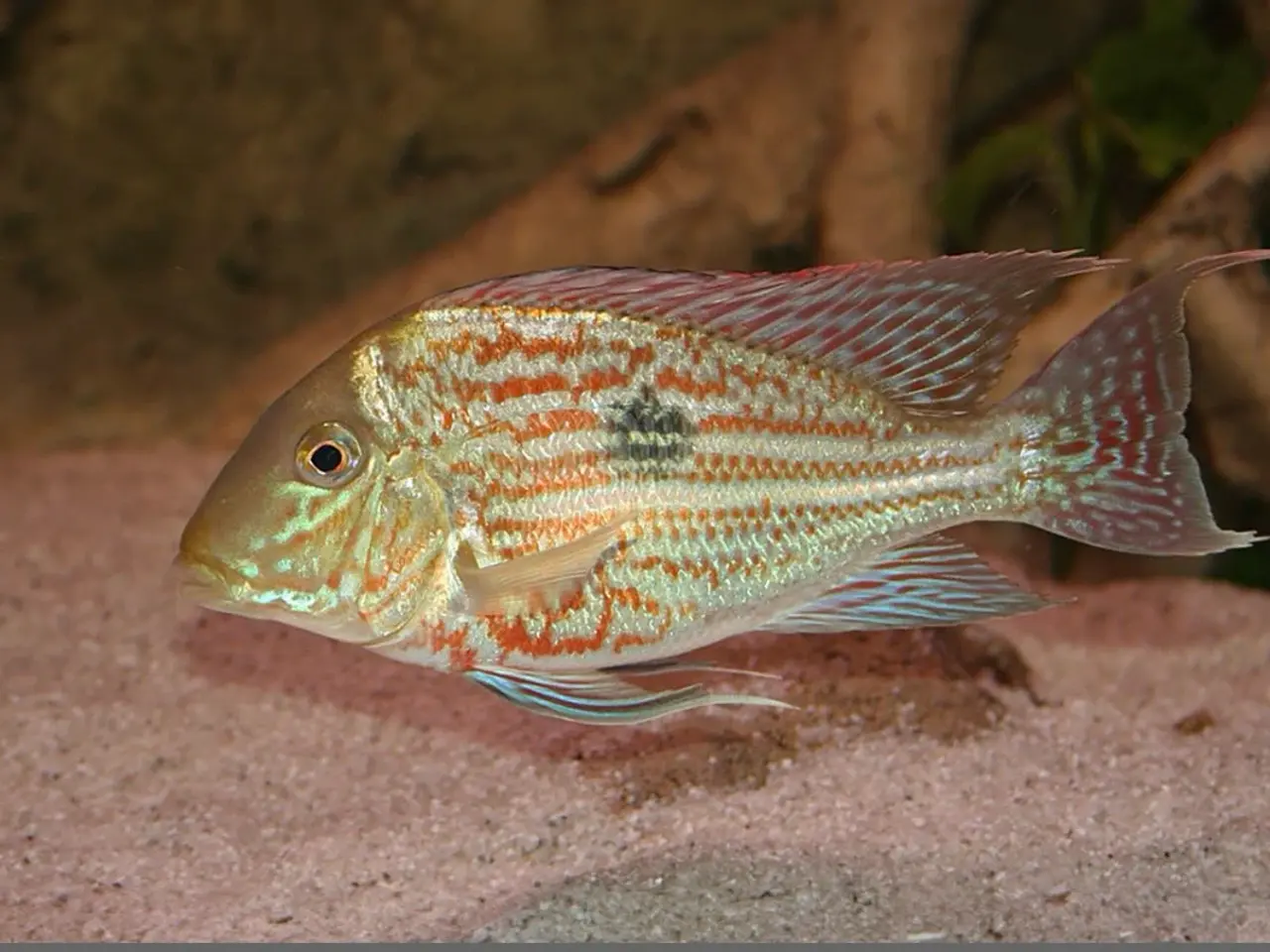Billede 2 - Geophagus sp. “Gurupi”