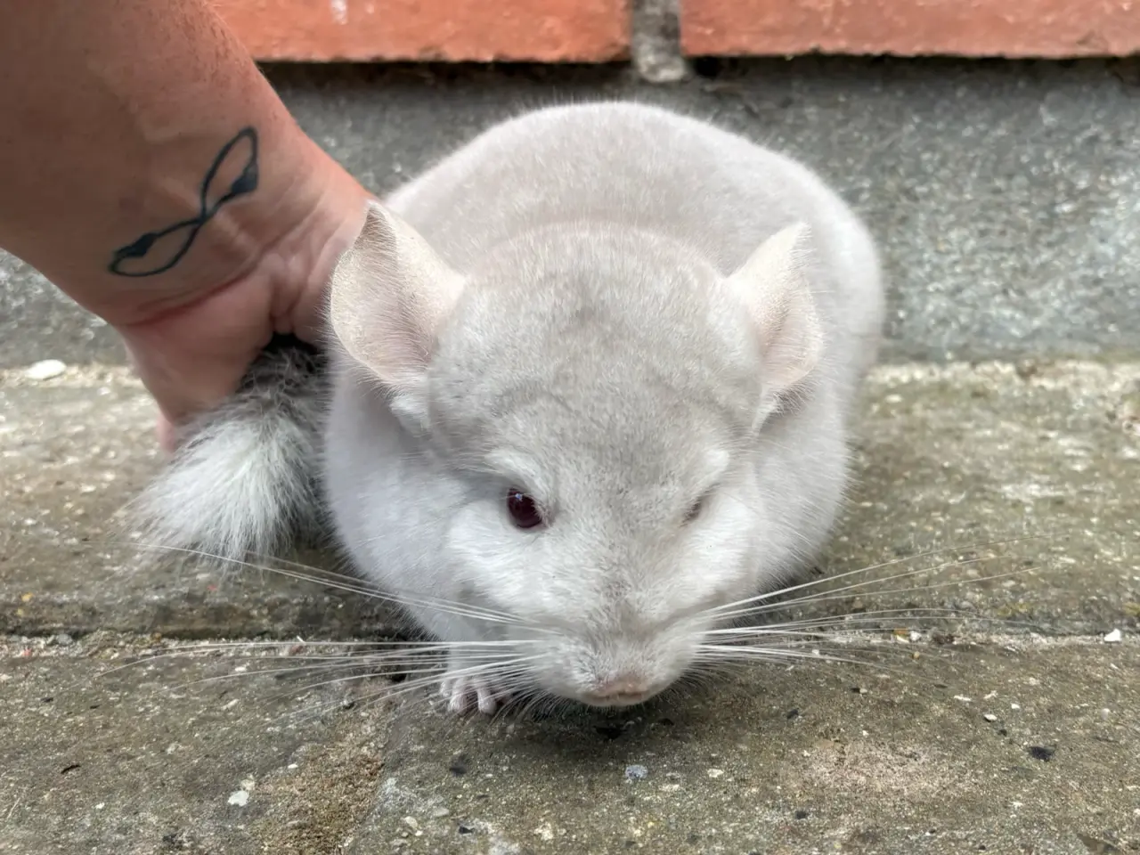 Billede 3 - HAN chinchilla