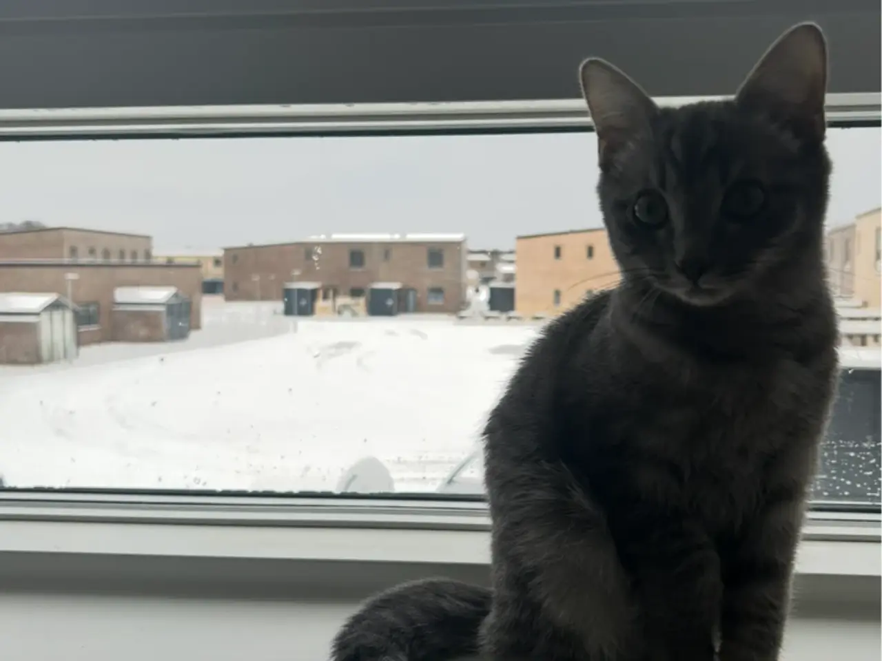 Billede 11 - Ragdoll/huskat dreng