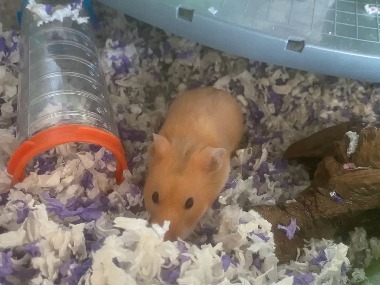 Billede 2 - Guldhamster til salg