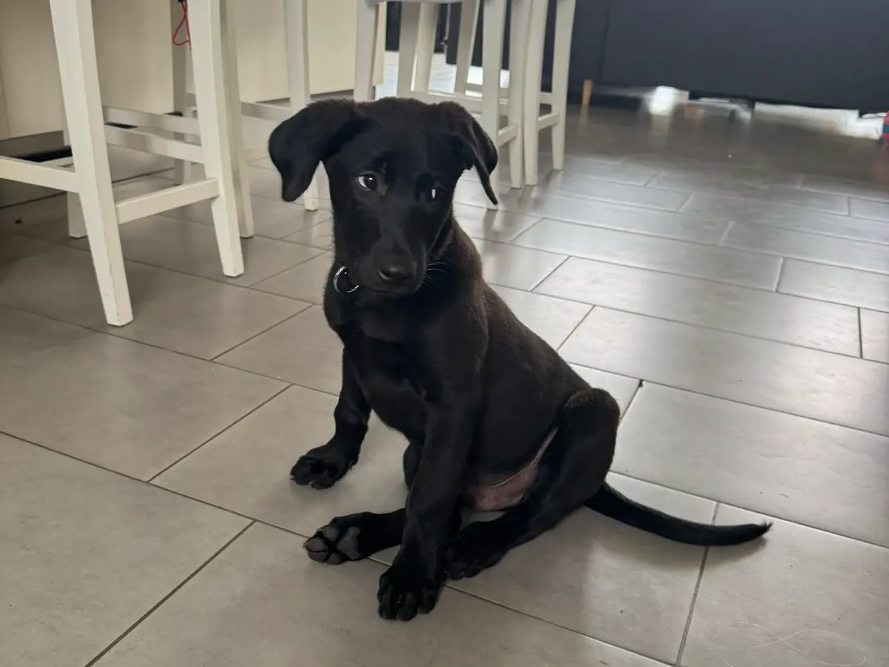 Billede 3 - labrador/malinois-hanhvalp
