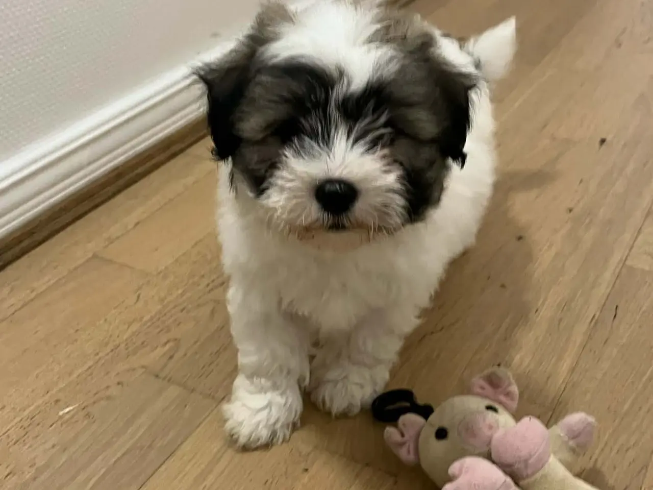 Billede 2 - Coton de tulear hvalpe