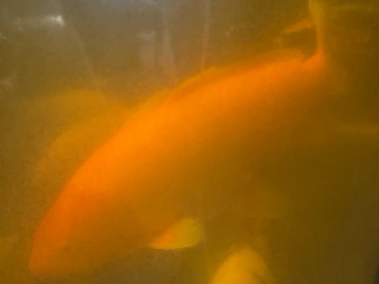 Billede 1 - Koi karper