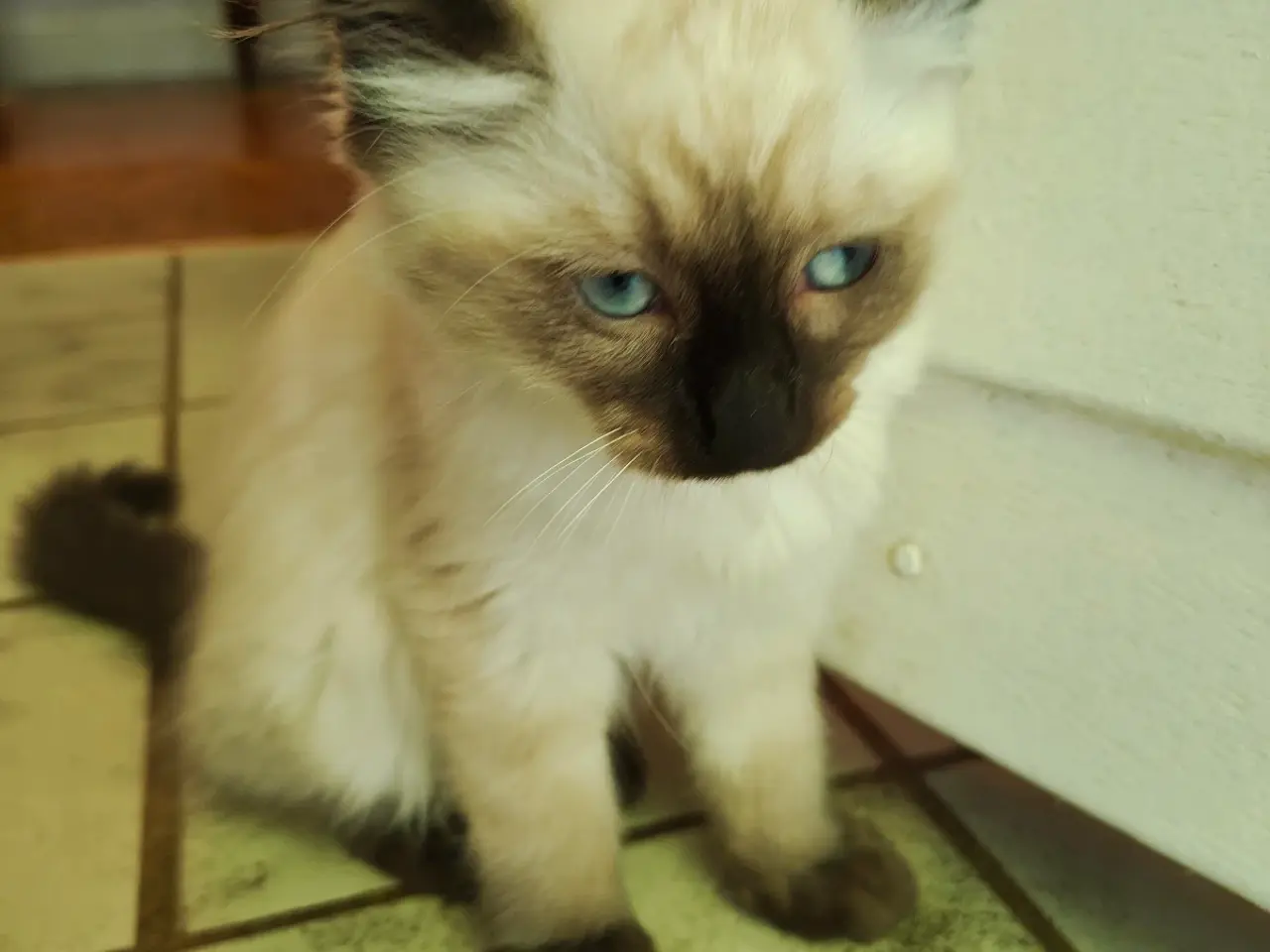 Billede 2 - Ragdoll  far- Ragdoll-Skovkat mor.