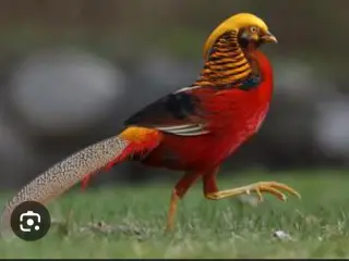 Guldfasaner 