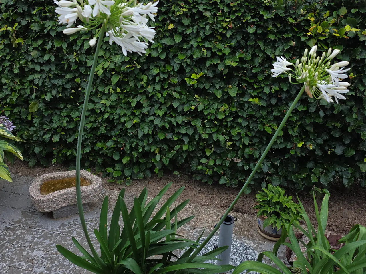 Billede 1 - Agapanthus (skærmlilje) aeomium