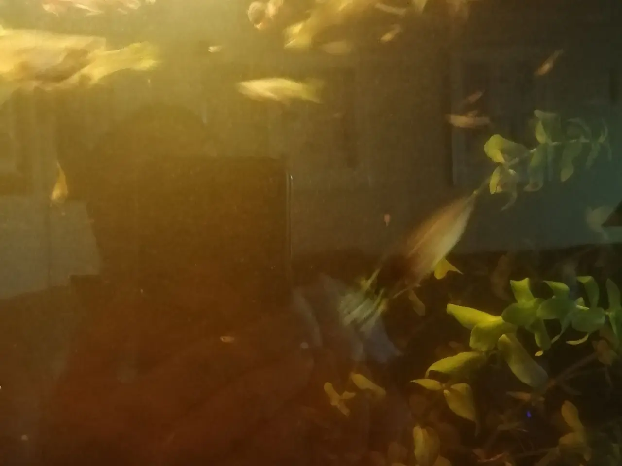 Billede 8 - Guppy 20 stk.