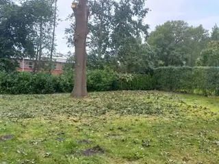 Ny netaget egetræ brændsel