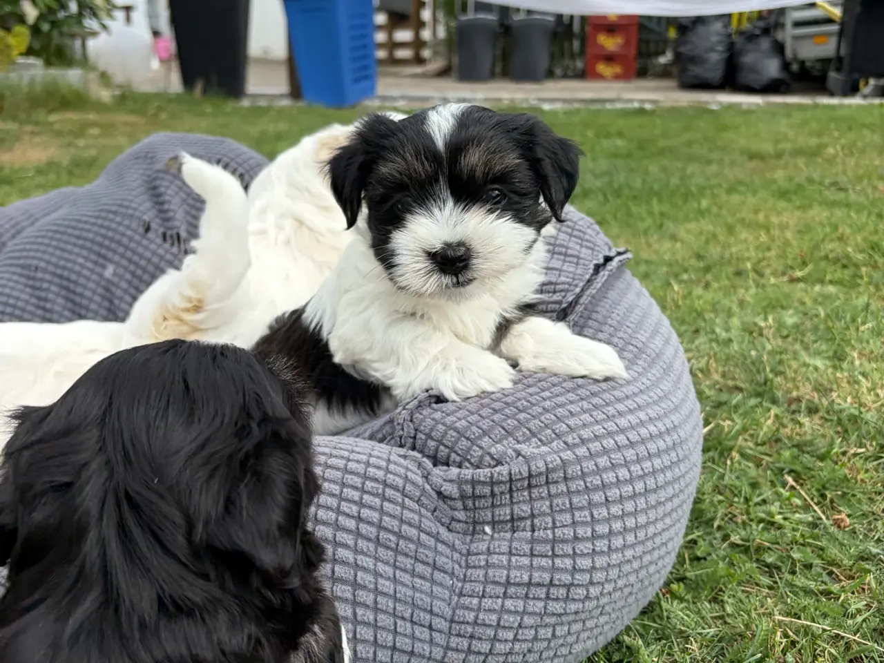 Billede 6 - 5 Søde hundehvalpe
