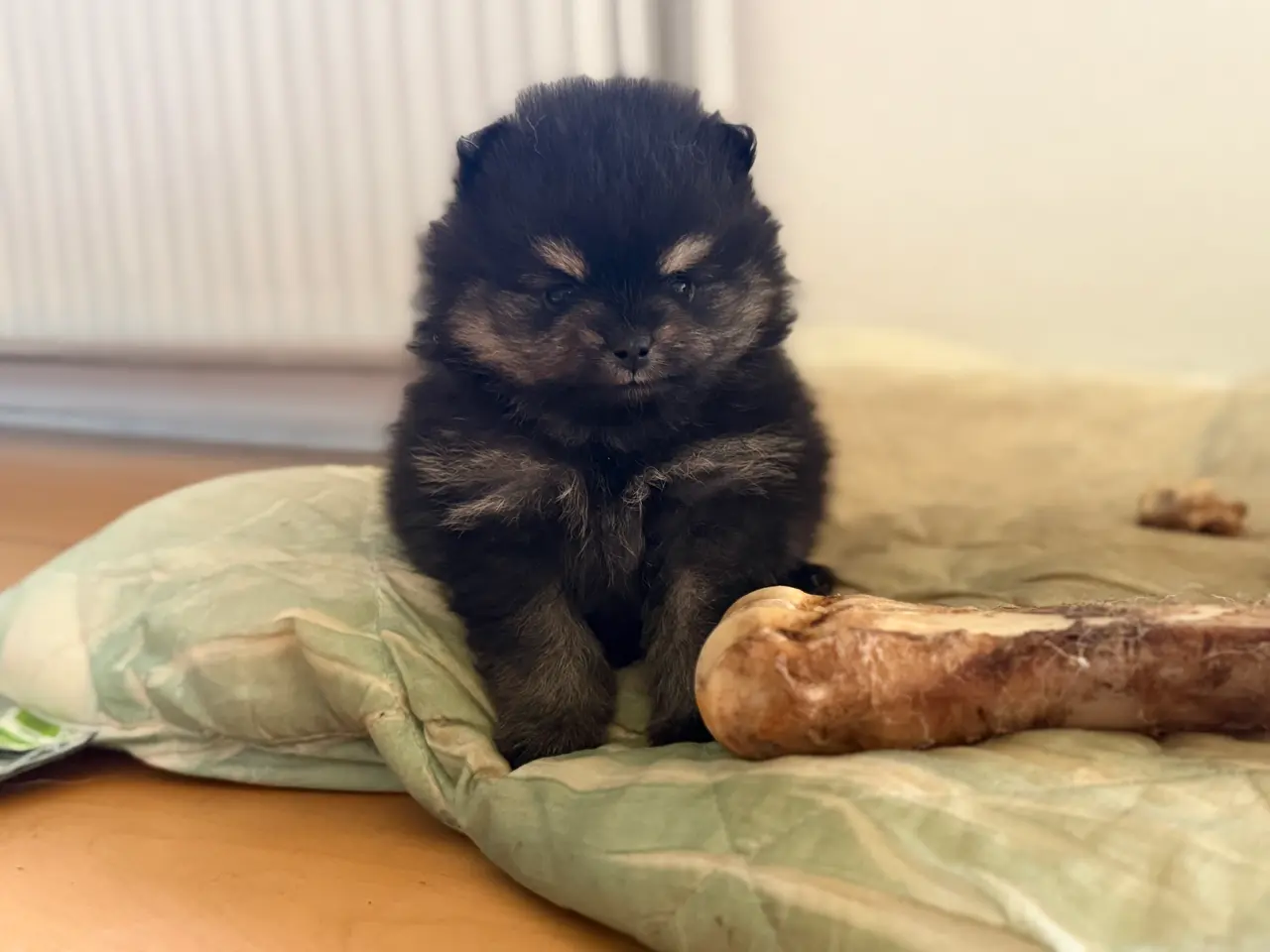 Billede 15 - Skønneste lille Pomeranian han
