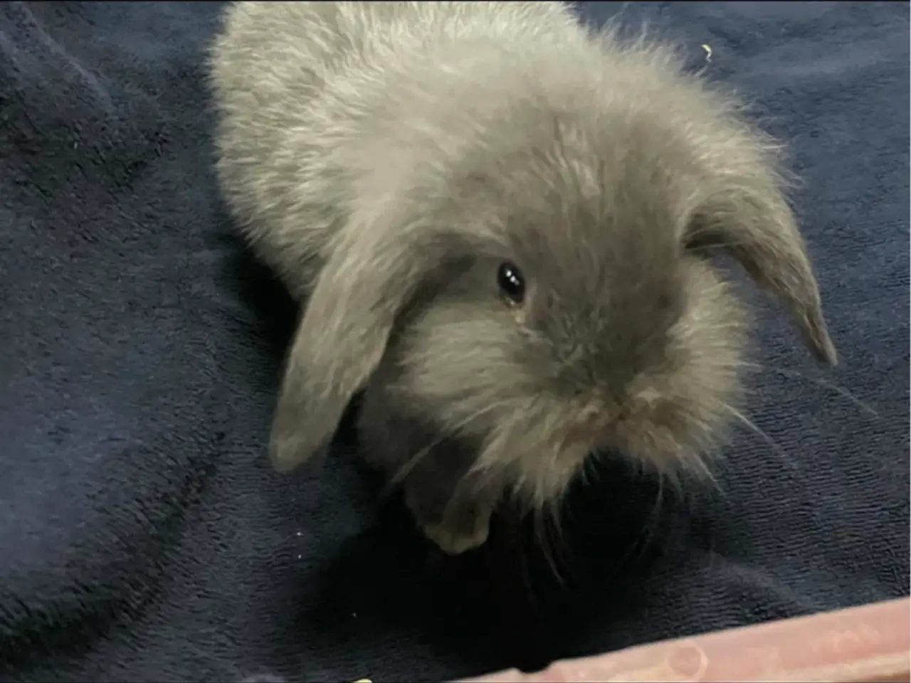 Billede 4 - Kanin unger mini lop / Lion lop