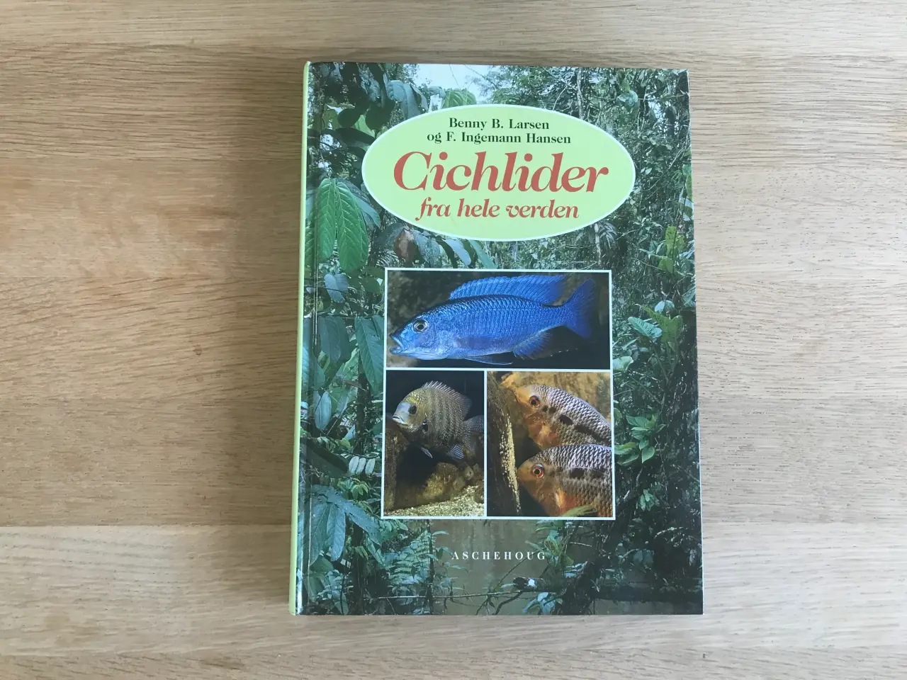 Billede 1 - Cichlider fra hele verden