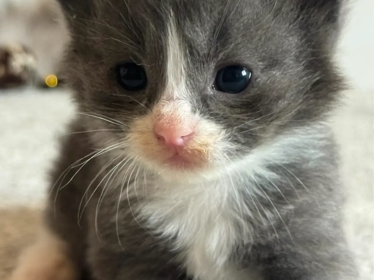 Billede 14 - 💙Sød Maine Coon/Ragdoll hankilling💙
