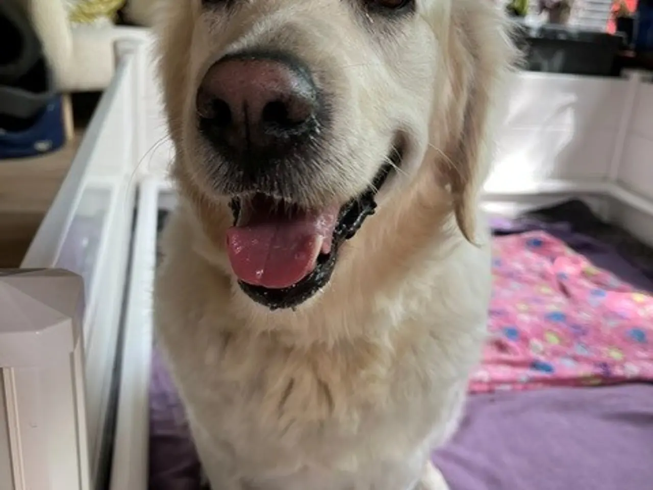 Billede 3 - Goldendoodles hvalpe