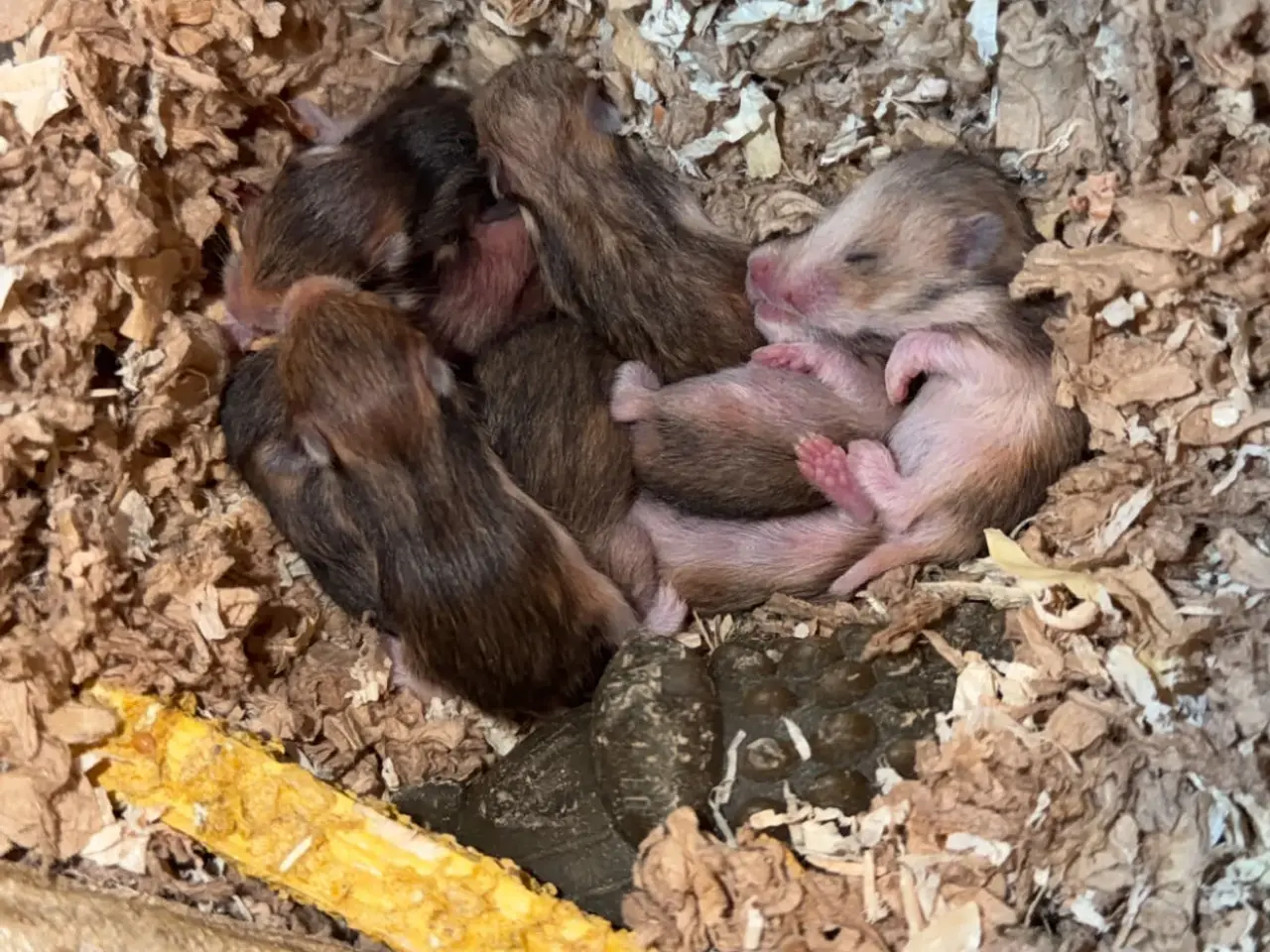 Billede 11 - Guldhamster unger