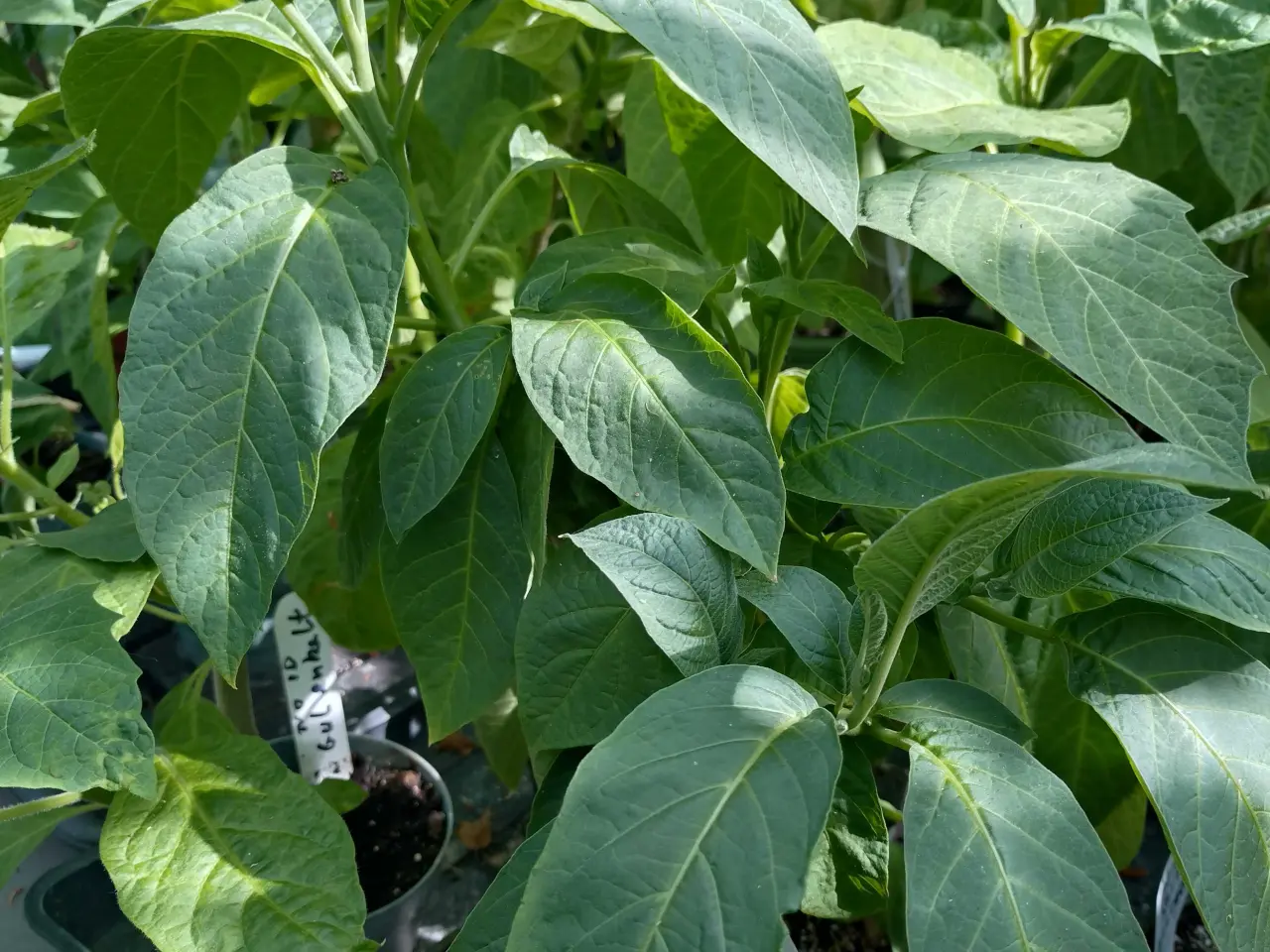 Billede 4 - engletrompeter (burgmansia)
