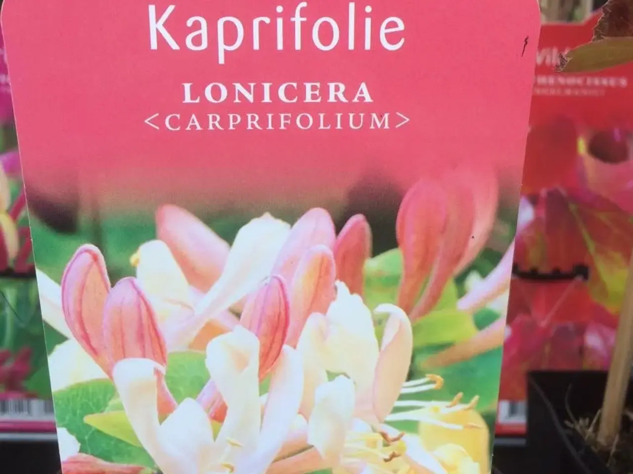 Billede 1 - Kaprifolie