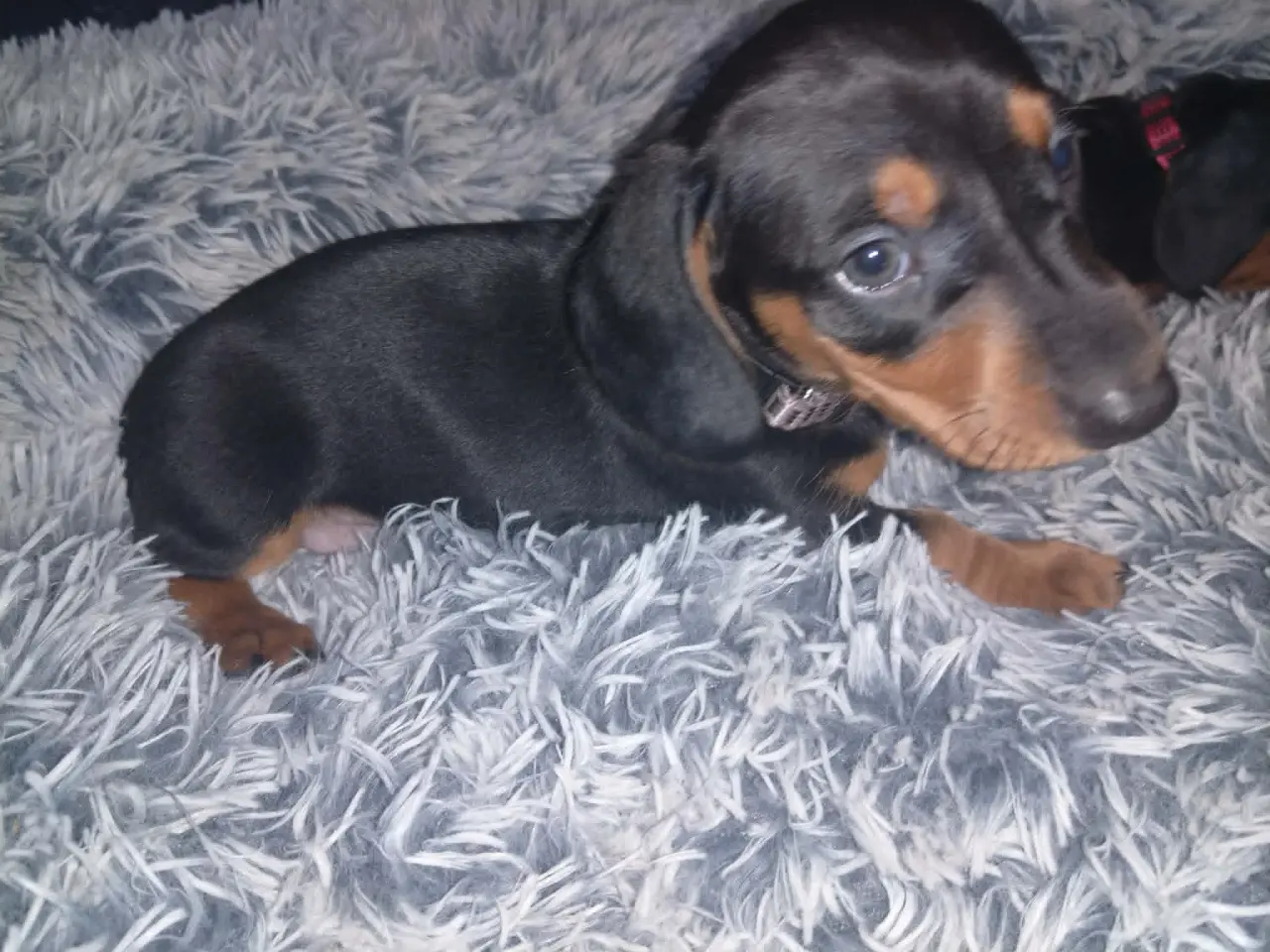 Billede 3 - Standard korthåret gravhund