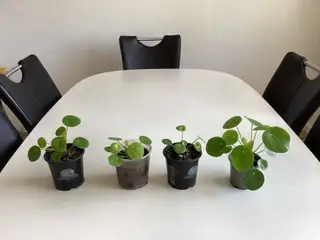 Pilea (pengetræ) potteplanter
