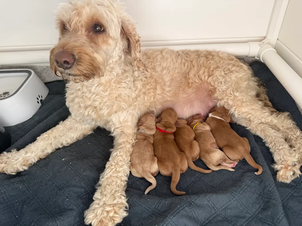 Billede 5 - Cockapoo hvalpe salgsklar 15 august
