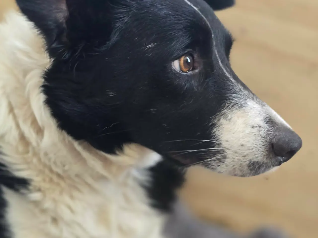 Billede 2 - Border Collie Hvalpe søger deres nye drømmehjem
