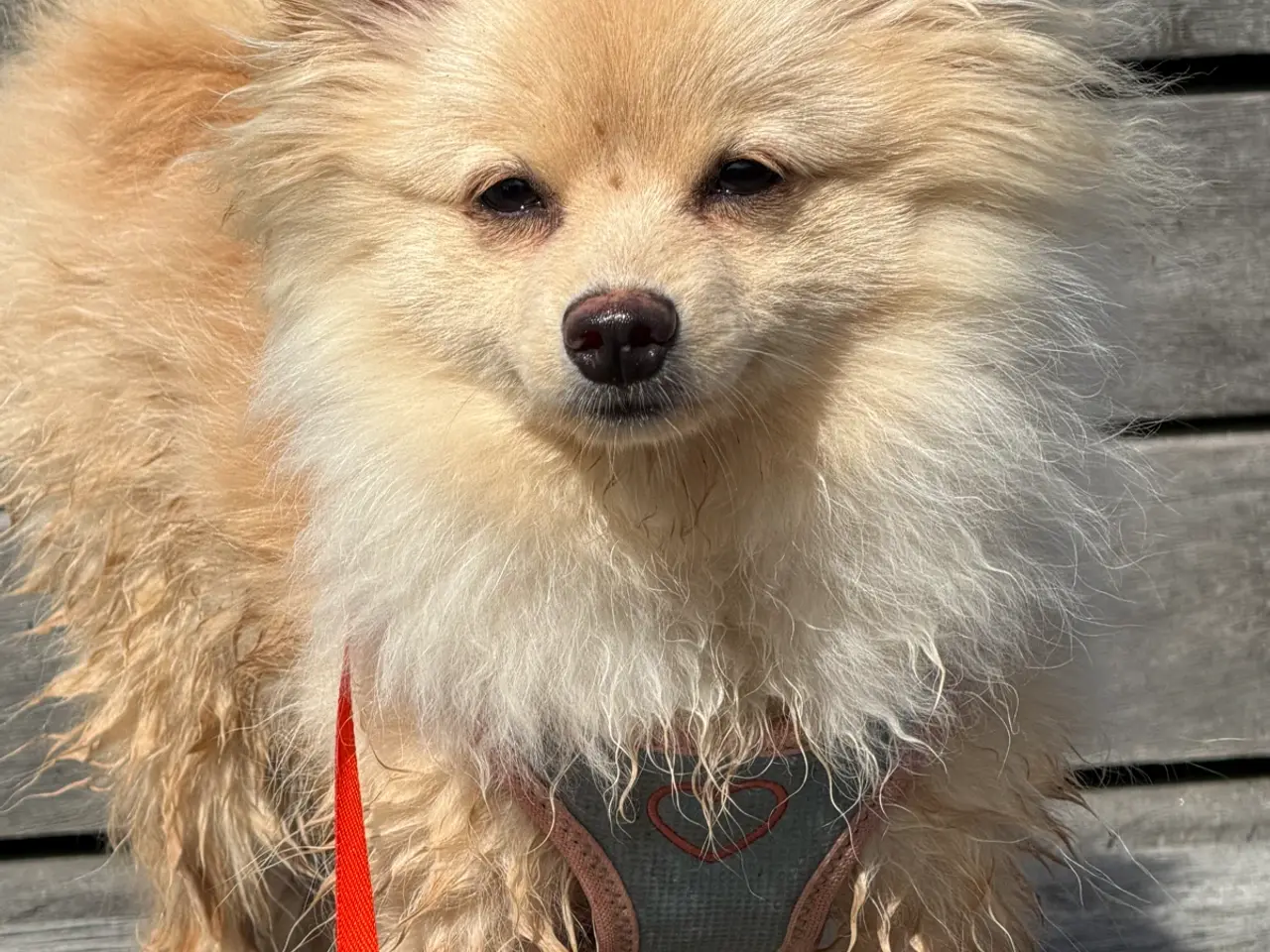 Billede 1 - Hund 6 måneder gammel