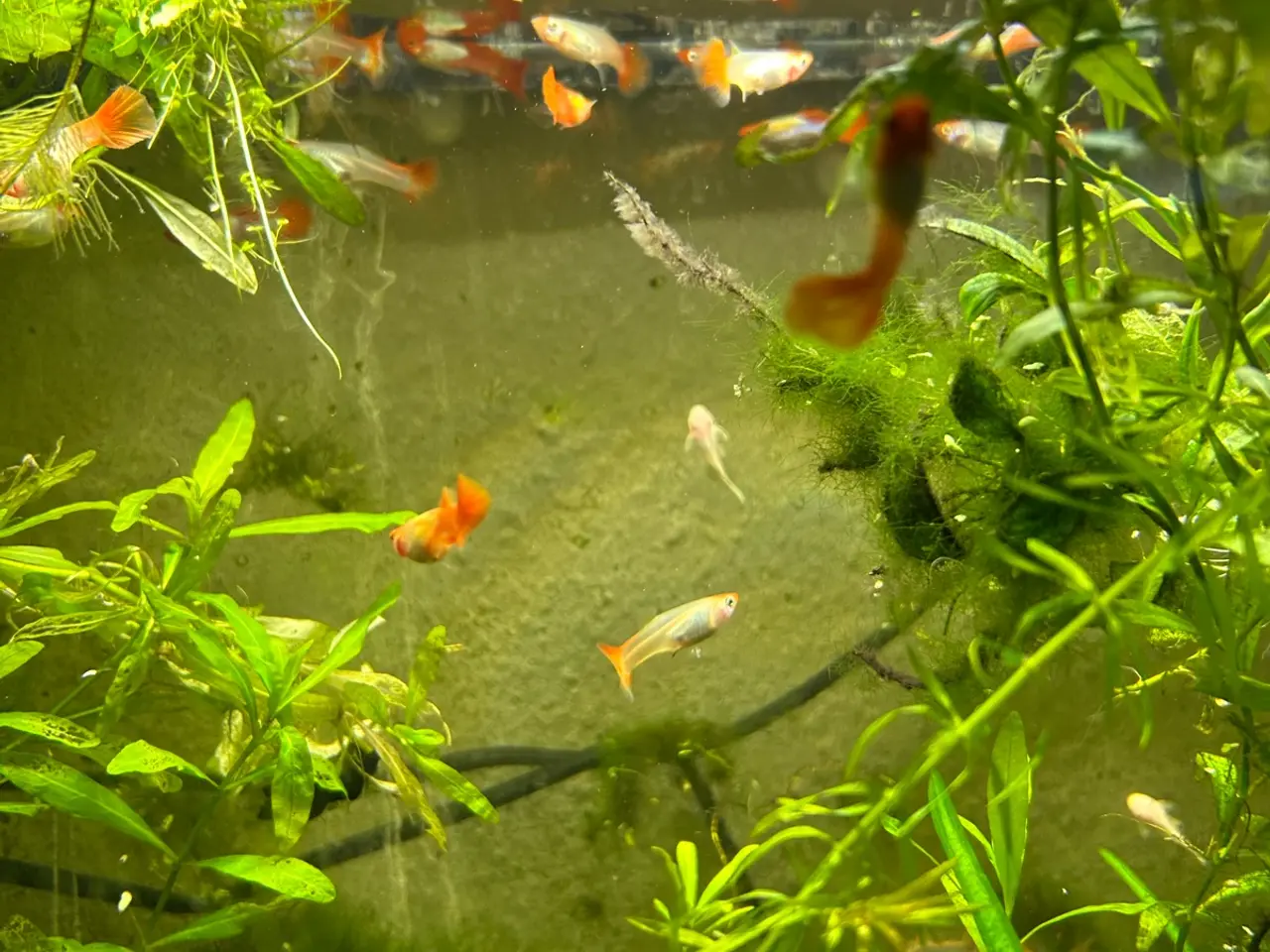 Billede 15 - 🐠❤️ Rednose Koi Guppy Par | Hvid Krop & Rød Hale