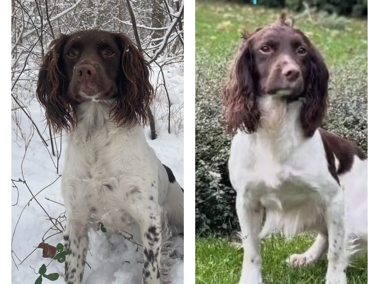 Billede 12 - FT Springer Spaniel hvalpe, salgsklar 10 maj