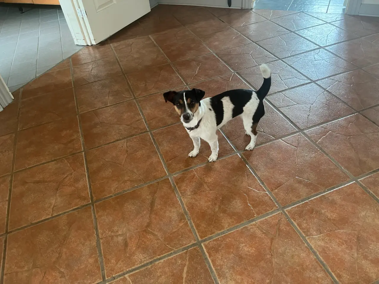 Billede 3 - Jack russel tæve