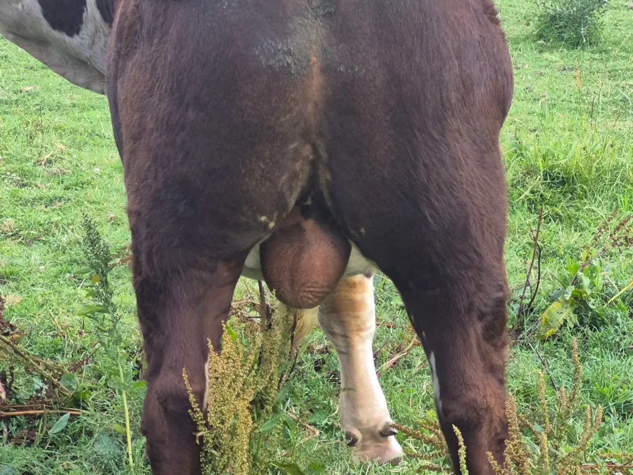 Billede 3 - Hereford tyr