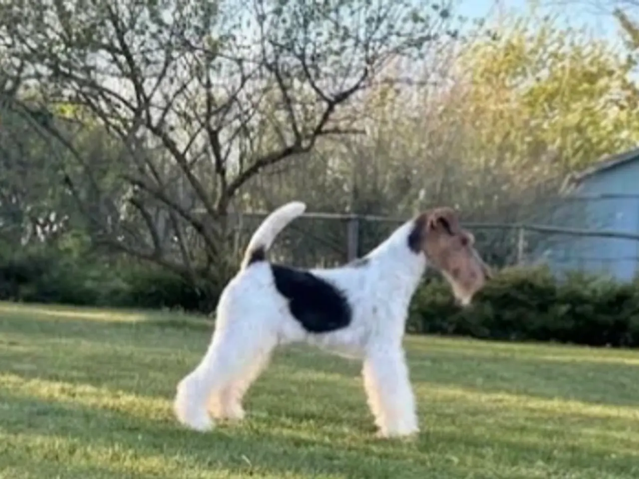 Billede 2 - Ruhåret Fox Terrier