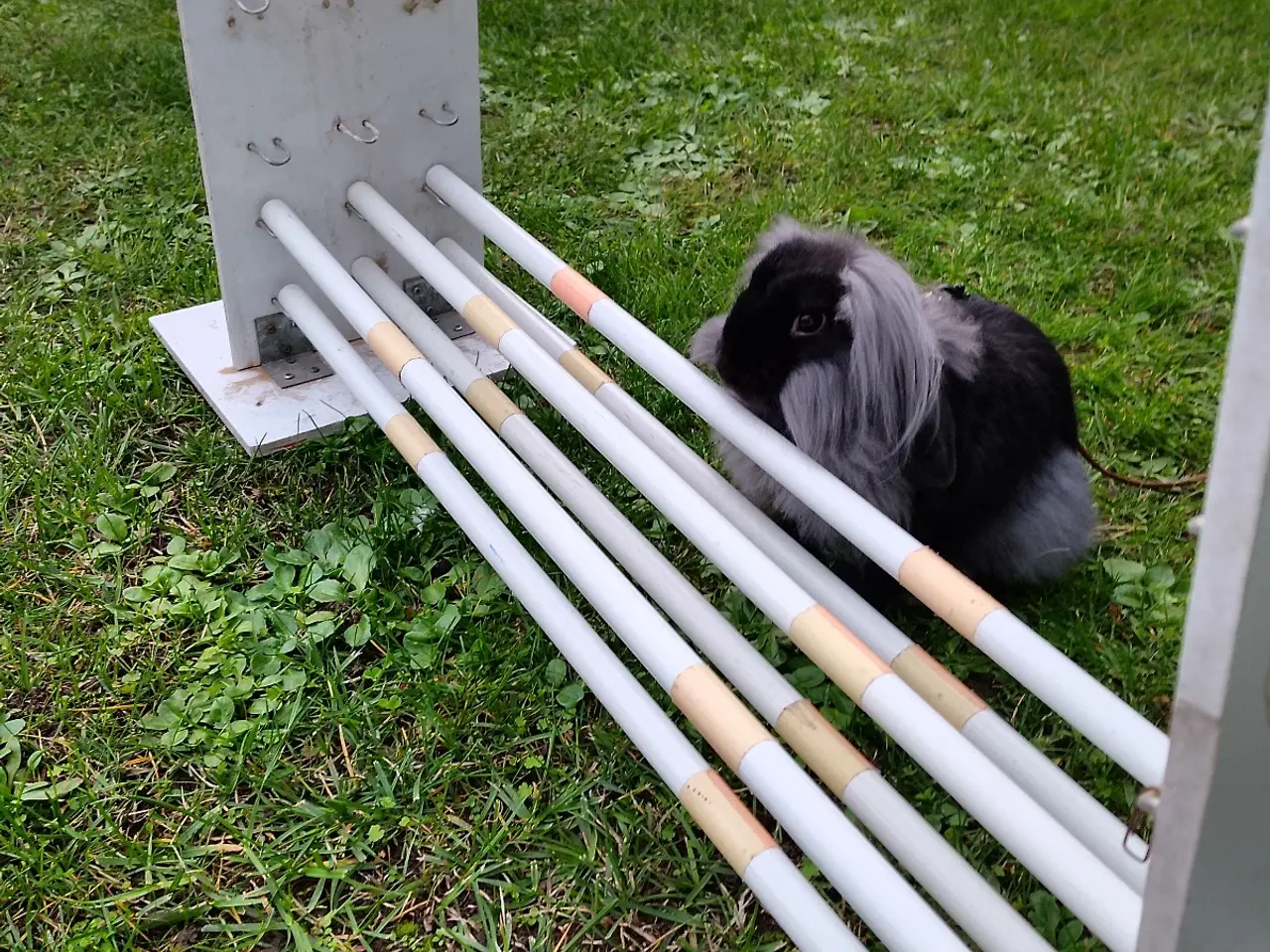Billede 1 - Løvevædder med hop afstamning