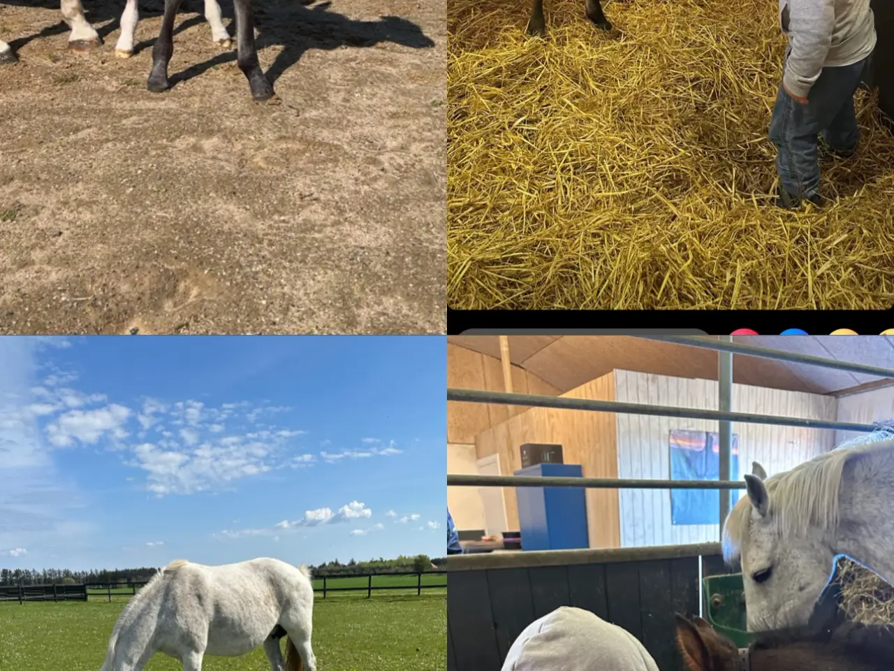 Billede 2 - 🌟 New Forest Pony hingst til salg