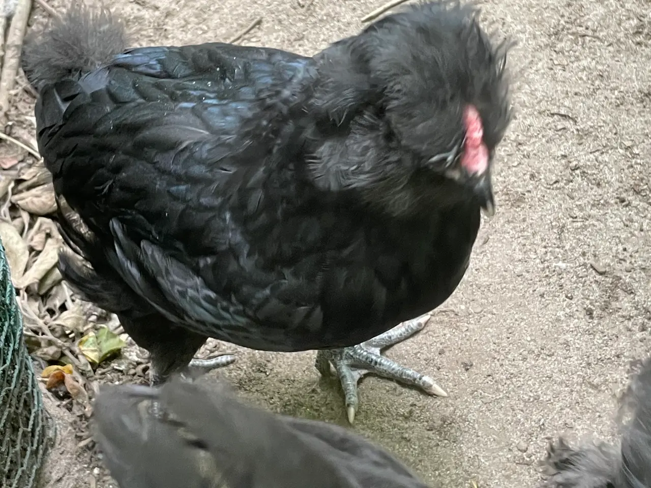 Billede 2 - Engelsk Araucana kyllinger