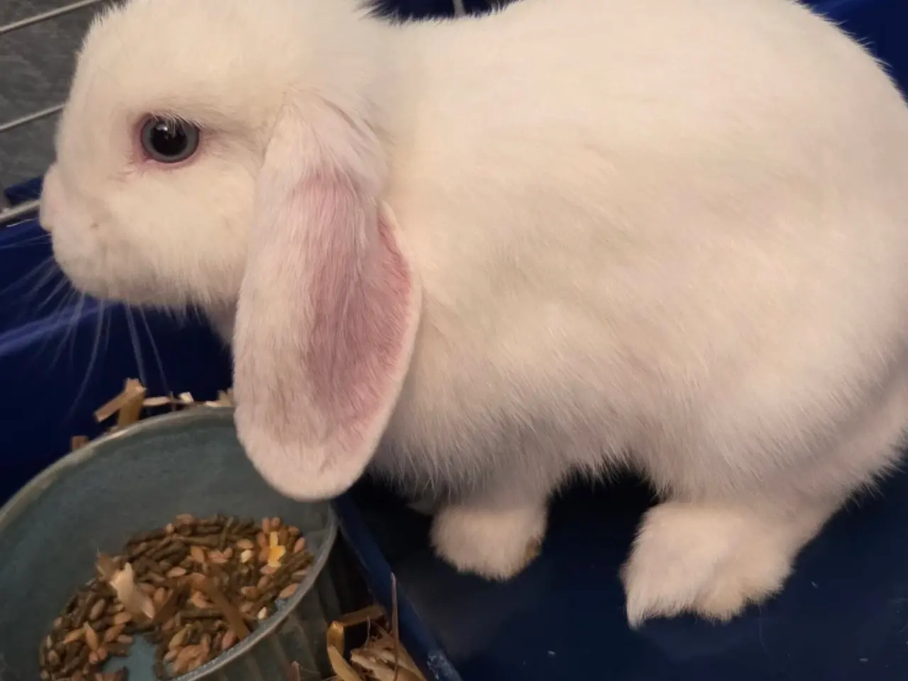 Billede 1 - Minilop Coco søger nyt hjem