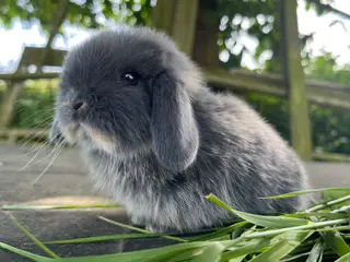 Minilop unge HUN